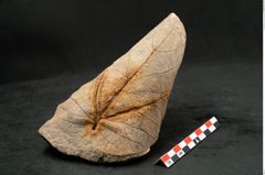 Foto (Seitenansicht) von Credneria acuminata Hampe (NHMW-GEO-2024-0188-10598)
